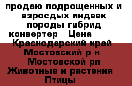 продаю подрощенных и взросдых индеек породы гибрид конвертер › Цена ­ 700 - Краснодарский край, Мостовский р-н, Мостовской рп Животные и растения » Птицы   